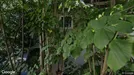 Room for rent, Oslo St. Hanshaugen, Oslo, Colletts Gate