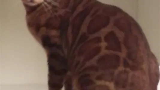 Rooms in Vienna Floridsdorf - photo 10