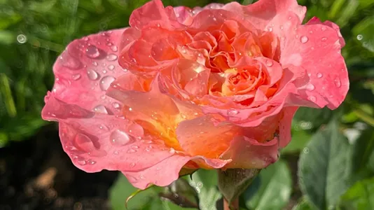 Rooms in Maria Enzersdorf - photo 5