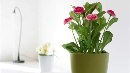 Rooms in Milano Zona 2 - Stazione Centrale, Gorla, Turro, Greco, Crescenzago - photo 4