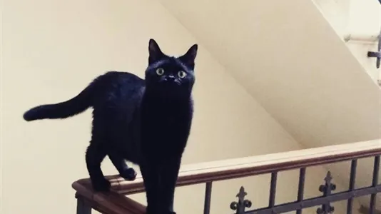 Rooms in Siena - photo 4