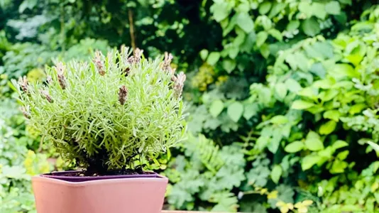 Apartments in Hamburg Wandsbek - photo 7