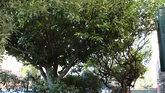 Apartments in Roma Municipio V – Prenestino/Centocelle - photo 6