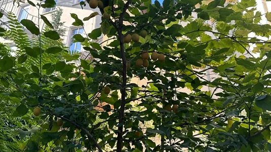 Apartments in Location is not specified - photo 9