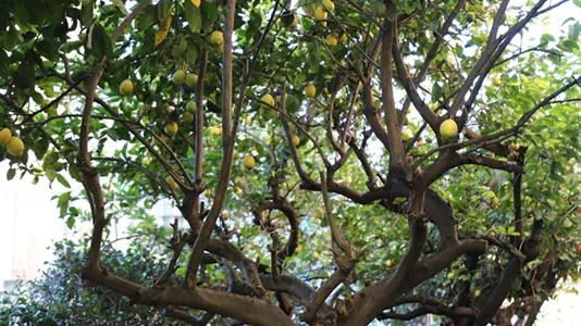 Apartments in Roma Municipio V – Prenestino/Centocelle - photo 7