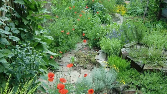 Houses in Bonn - photo 6