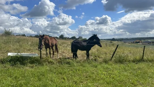 Houses in Kävlinge - photo 13