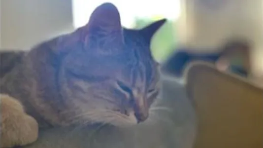 Rooms in Lyon - photo 6