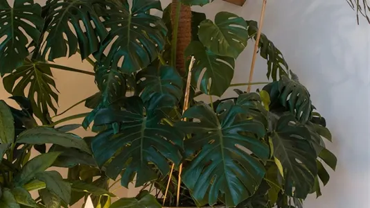 Apartments in Rotterdam Delfshaven - photo 10