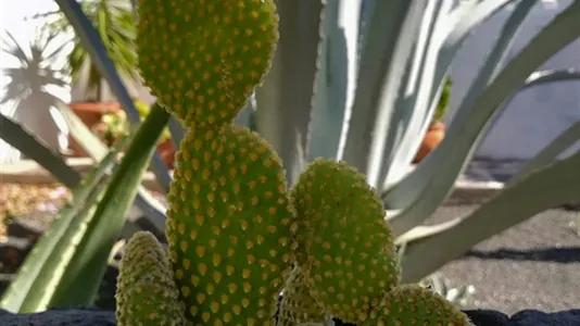 Houses in Teguise - photo 10