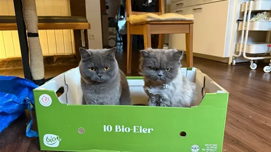 Rooms in Mulhouse - photo 4