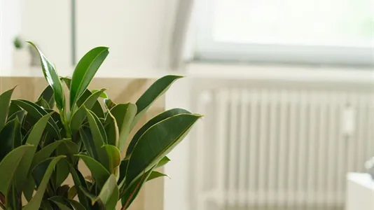 Apartments in Braunschweig - photo 7