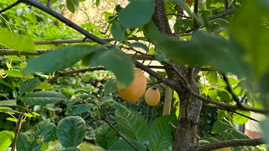 Apartments in Location is not specified - photo 8