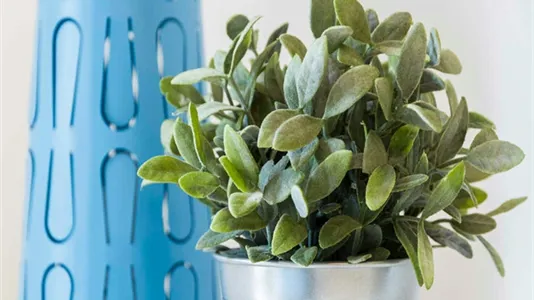 Rooms in Milano Zona 8 - Fiera, Gallaratese, Quarto Oggiaro - photo 3