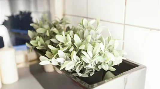 Rooms in Budapest Terézváros - photo 6