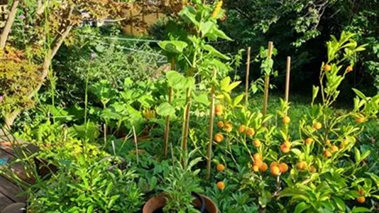 Houses in Stockholm West - photo 9