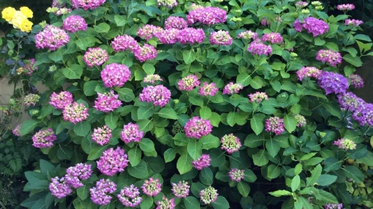 Rooms in Florence - photo 10