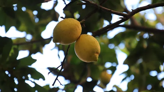 Apartments in Roma Municipio V – Prenestino/Centocelle - photo 5