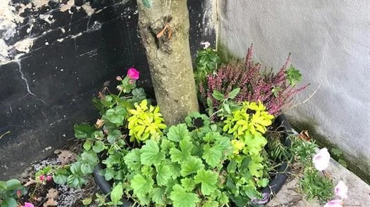 Rooms in Brussels Vorst - photo 7