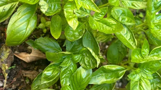 Rooms in Turin - photo 7