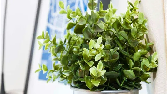 Rooms in Milano Zona 6 - Barona, Lorenteggio - photo 6